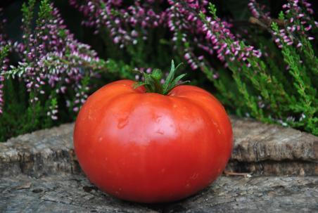 3/20 Middle tennessee