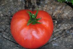 3/20 Middle tennessee