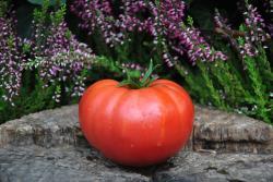 3/20 Middle tennessee