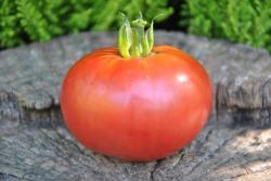 3/20 Middle tennessee