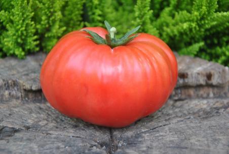 5/20 Tennessee britches