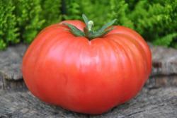 5/20 Tennessee britches