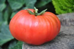 5/20 Tennessee britches