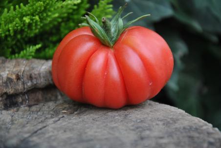 14/20 Zapotec pleated