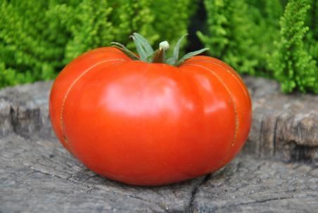 Fireworks wczesny 60 dni