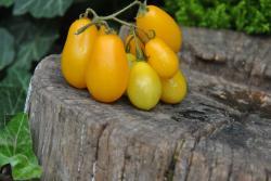 35/20 Peardrop yellow