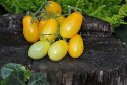 35/20 Peardrop yellow