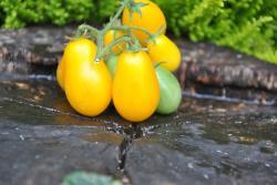35/20 Peardrop yellow