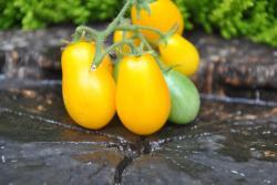 35/20 Peardrop yellow