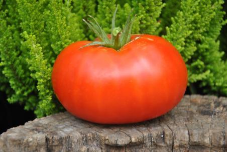 152/20 Geeks big pig