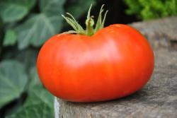 152/20 Geeks big pig