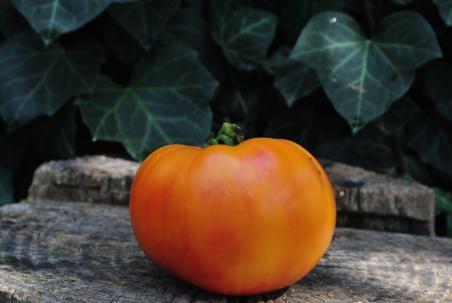 Pamplemousse du grand pere