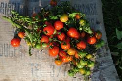 Tom red tumbling wiszący