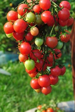 Drei Käse Hoch malinowy