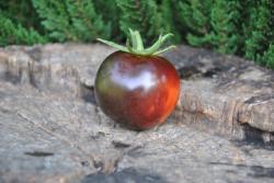 Indigo rosse