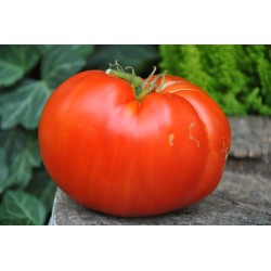 120B Severyne tomato