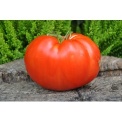 120B Severyne tomato