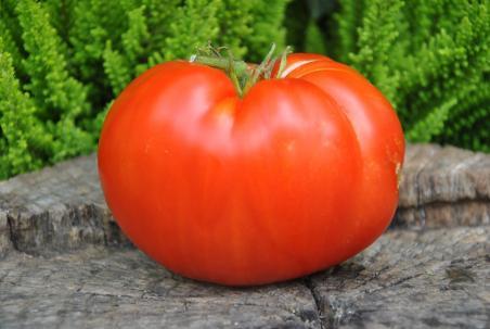 Severyne tomato