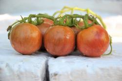 130B Cherokee tiger black