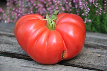 174B Dobrynja nikitich