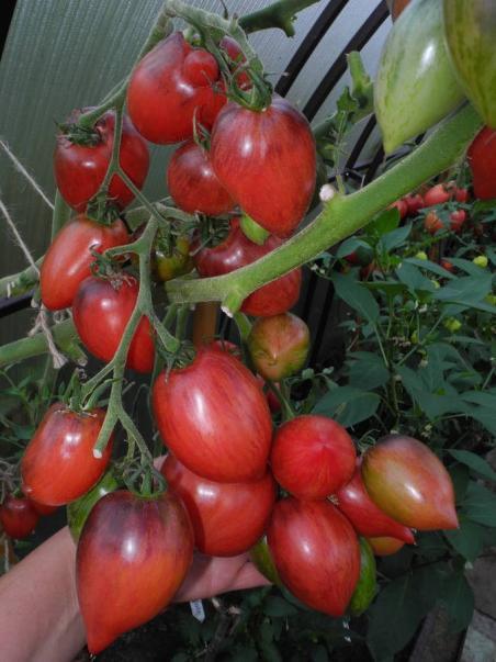 18222 STREAK LIGHTNING