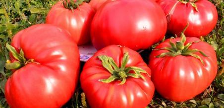 20922/23 Kazanskiy mestnyy