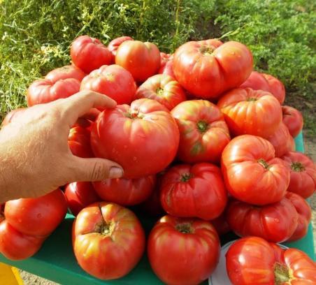 20922/23 Kazanskiy mestnyy