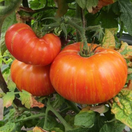 22622/23 Dwart Confetti