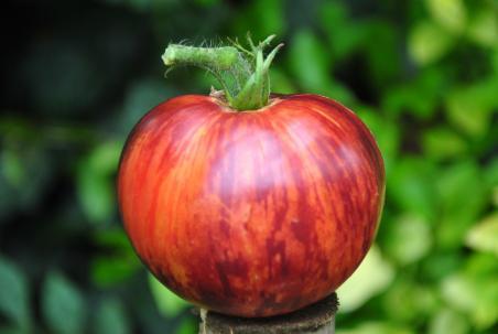 23922/23 Rubinowe jabłko