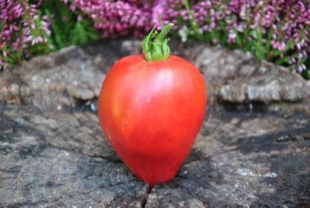 24422/23 African wiking