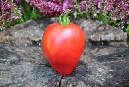 24422/23 African wiking