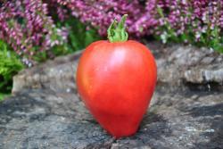 24422/23 African wiking