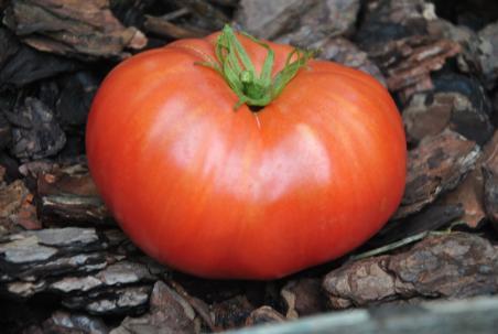 25622/23 Tomat Yegipetskaya