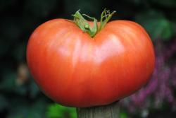 25622/23 Tomat Yegipetskaya