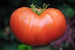 25622/23 Tomat Yegipetskaya