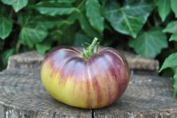 25822/23 Rainbow siberian