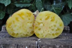 25822/23 Rainbow siberian