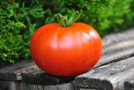 26422/23 Blazing beauty dwarf