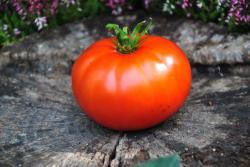 26422/23 Blazing beauty dwarf