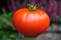 26422/23 Blazing beauty dwarf