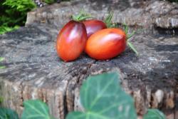 26822/23 black kumquat