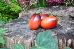 26822/23 black kumquat