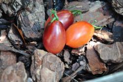 26822/23 black kumquat