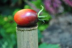 26822/23 black kumquat