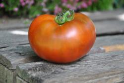 43/23 King aramis dwarf