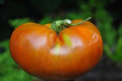 43/23 King aramis dwarf