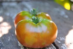 44/23 Dwarf orange pride