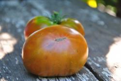 44/23 Dwarf orange pride