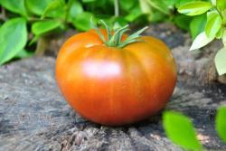 44/23 Dwarf orange pride