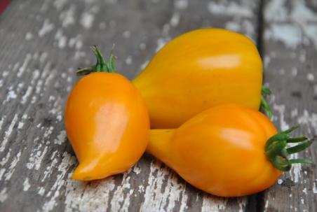 51/23 Zailiyskiy Alatau yellow